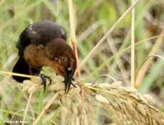 Boat-tailed grackle IMG_1361©Maria de Bruyn res