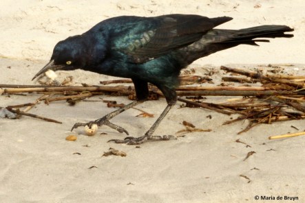 boat-tailed grackle IMG_6386©Maria de Bruyn res