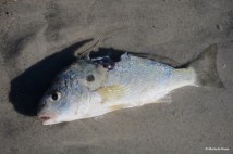 fish IMG_5688 (2)© Maria de Bruyn