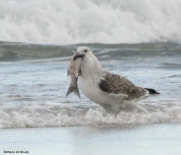 great black-backed gull IMG_4978© Maria de Bruyn