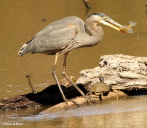great blue heron IMG_3905©Maria de Bruyn res