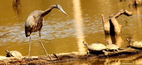 great blue heron IMG_3987©Maria de Bruyn res