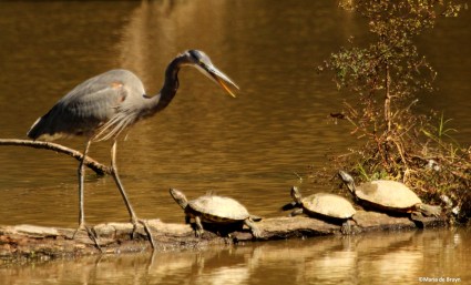 great blue heron IMG_4099©Maria de Bruyn res