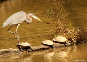 great blue heron IMG_4142©Maria de Bruyn res