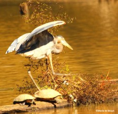 great blue heron IMG_4160©Maria de Bruyn res