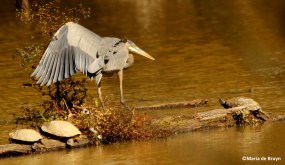 great blue heron IMG_4166©Maria de Bruyn res