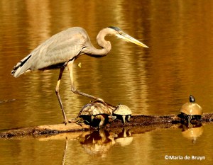 great blue heron IMG_4224©Maria de Bruyn res