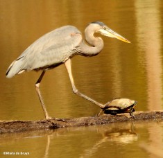 great blue heron IMG_4297©Maria de Bruyn