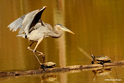 great blue heron IMG_4302©Maria de Bruyn res