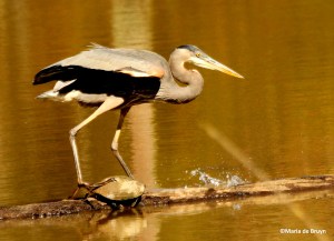 great blue heron IMG_4304©Maria de Bruyn res