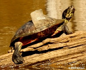 IMG_3808© Maria de Bruyn 2