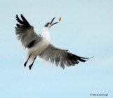 Laughing gull  IMG_1150© Maria de Bruyn