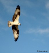 osprey IMG_0689© Maria de Bruyn res
