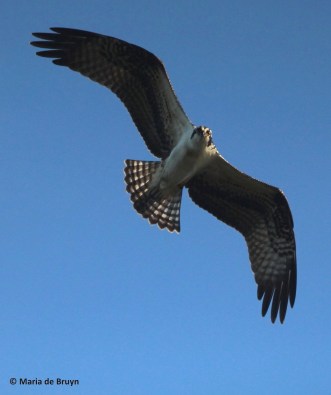osprey IMG_0736© Maria de Bruyn res