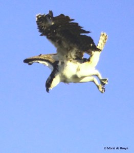 osprey IMG_0802© Maria de Bruyn