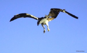 osprey IMG_0803© Maria de Bruyn