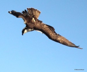 osprey IMG_0805© Maria de Bruyn res