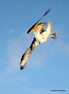 osprey IMG_0806© Maria de Bruyn res