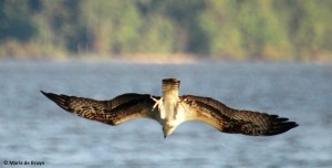 osprey IMG_0812©Maria de Bruyn res