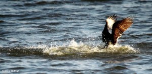 osprey IMG_0813© Maria de Bruyn res