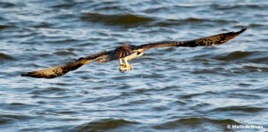 osprey IMG_0815© Maria de Bruyn res