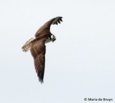 osprey IMG_3810© Maria de Bruyn