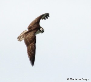 osprey IMG_3810© Maria de Bruyn