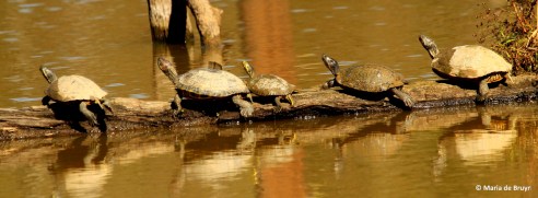 painted turtle IMG_3815© Maria de Bruyn res