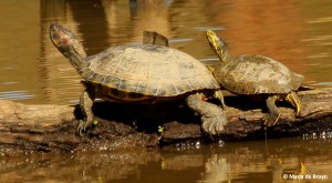 painted turtle IMG_3815© Maria de Bruyn