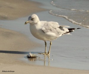 ring-billed gull IMG_5190© Maria de Bruyn