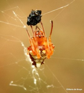 Arrowhead spider IMG_2662© Maria de Bruyn