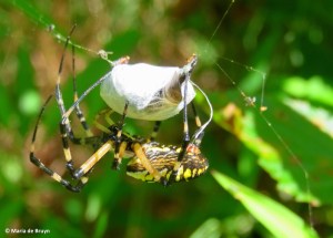 black and yellow garden spider IMG_6324© Maria de Bruyn res
