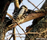 Downy woodpecker IMG_7248© Maria de Bruyn