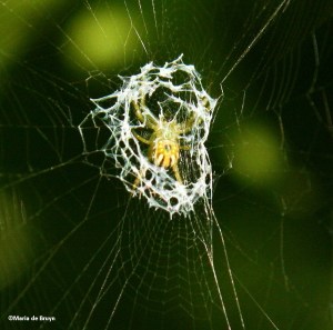 lined orbweaver IMG_2845©Maria de Bruyn