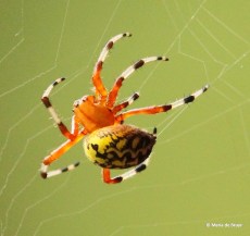 marbled orbweaver IMG_1570©Maria de Bruyn (2)