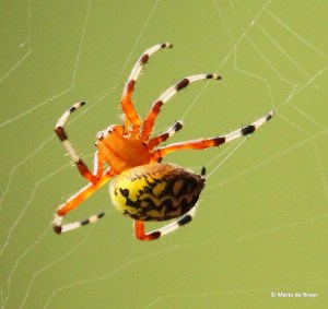 marbled orbweaver IMG_1570©Maria de Bruyn (2)