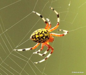 marbled orbweaver IMG_1582©Maria de Bruyn res