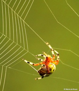 marbled orbweaver IMG_9703©Maria de Bruyn res