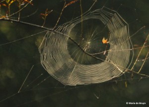 marbled orbweaver IMG_9822©Maria de Bruyn res