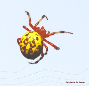 marbled orbweaver IMG_9865©Maria de Bruyn