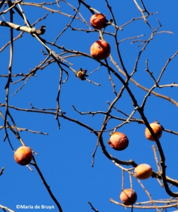 Persimmon tree IMG_6993© Maria de Bruyn res