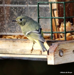 ruby-crowned kinglet IMG_0639©Maria de Bruyn res