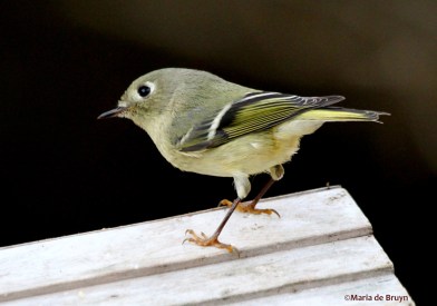 ruby-crowned kinglet IMG_4074© Maria de Bruyn res