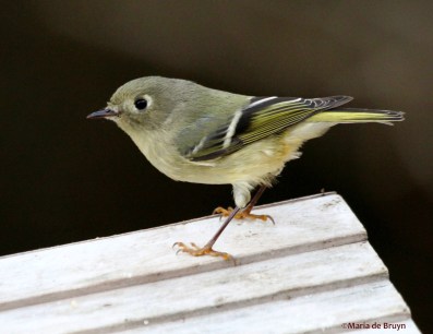 ruby-crowned kinglet IMG_4075© Maria de Bruyn res