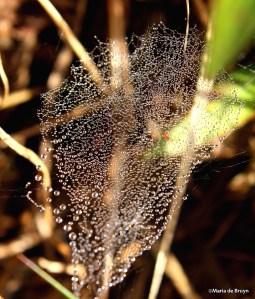 sheetweb dwarf spider IMG_0924©Maria de Bruynsignedres