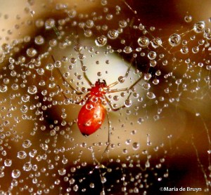 sheetweb dwarf spider IMG_0959©Maria de Bruynsigned