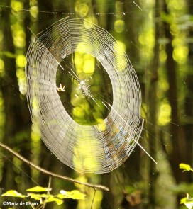 spider web IMG_0075©Maria de Bruyn res