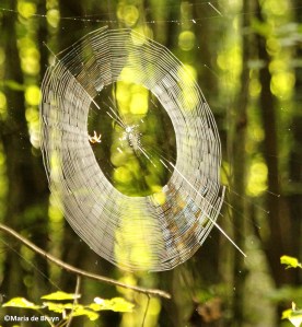 spider web IMG_0075©Maria de Bruyn res