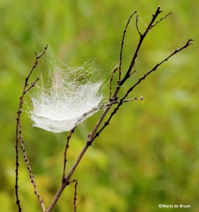 spider web IMG_0082©Maria de Bruyn res