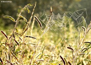 spider web IMG_9990©Maria de Bruyn res